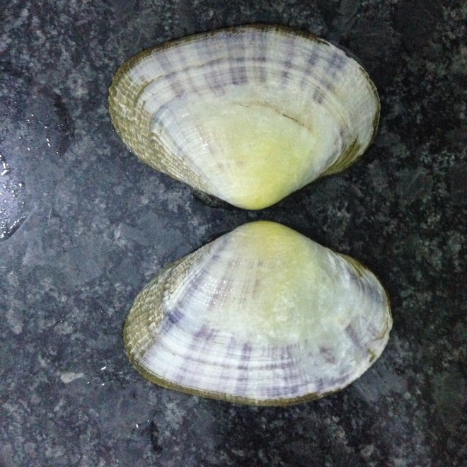 Image 3. Mauritius vongole. S. Harford personal image, 2015.